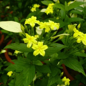 Yellow Flowering Plants Combo - Image 5