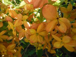 Mussaenda Orange All Time Flowering Live Plant - Image 5