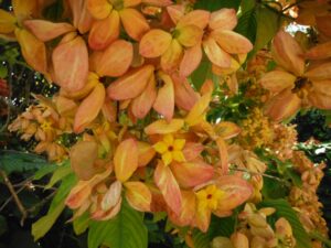 Mussaenda Orange All Time Flowering Live Plant - Image 3