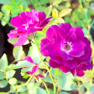 Purple Rose - Heirloom Roses Live Plant - Image 2