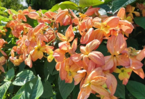 Mussaenda Orange All Time Flowering Live Plant - Image 4