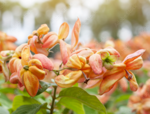 Mussaenda Orange All Time Flowering Live Plant - Image 2