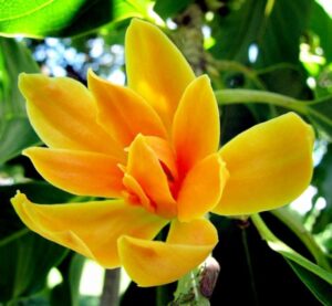 Yellow Flowering Plants Combo - Image 7