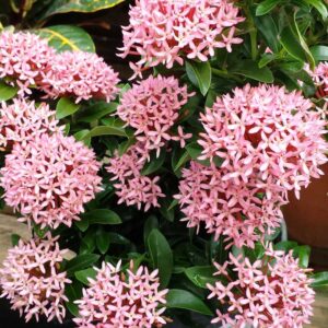 Pink Flowering Plants Combo - Image 8