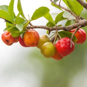 Red Flower And Fruit Plants Combo - Image 7