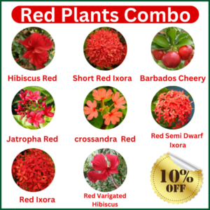 Red Flower And Fruit Plants Combo