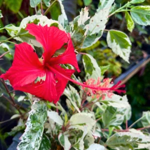 Red Flower And Fruit Plants Combo - Image 3