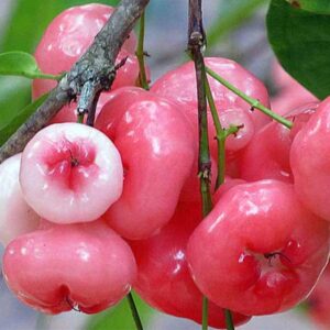 Seedless Chamba( Rose Apple Red) Live Plant