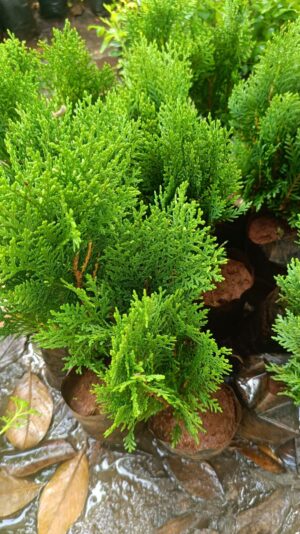 Thuja Plant - Morpankhi Live Plant - Image 7