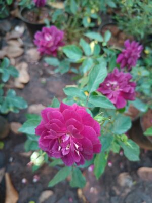 Purple Rose - Heirloom Roses Live Plant - Image 4