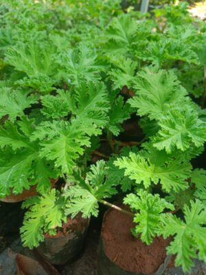 Paneer Leaf Plant - Sweet Scented geranium Live Plant - Image 2