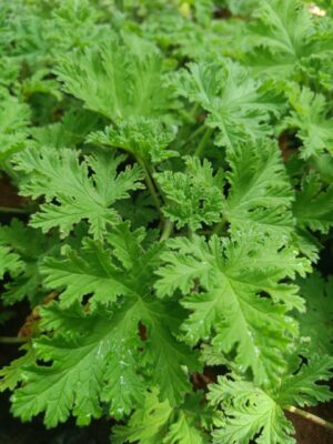 Paneer Leaf Plant - Sweet Scented geranium Live Plant - Image 3