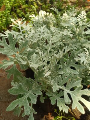 Silver Plant - Dusty Miller (Silver Ragwort) Live Plant - Image 3