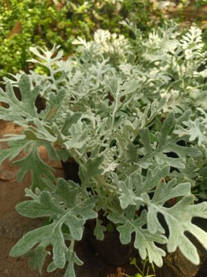 Silver Plant - Dusty Miller (Silver Ragwort) Live Plant - Image 2