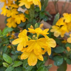 Yellow Flowering Plants Combo - Image 4