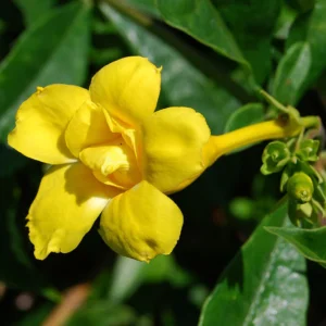 Yellow Flowering Plants Combo - Image 10