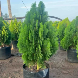 Thuja Plant - Morpankhi Live Plant - Image 6