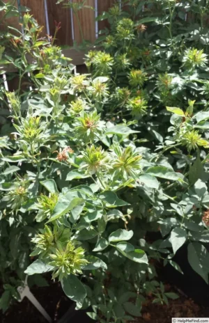 Green Rose - Viridiflora Flowering Grafted Live Plant - Image 5