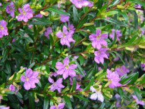 False Heather Plant - (Mexican Heather) Cuphea Hyssopifolia Live Plant - Image 6