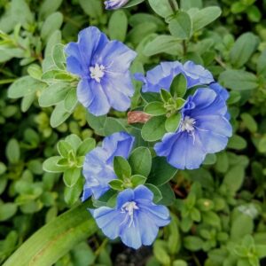 Blue Daze - Evolvulus nuttallianus All Time Flowering Live Plant - Image 4