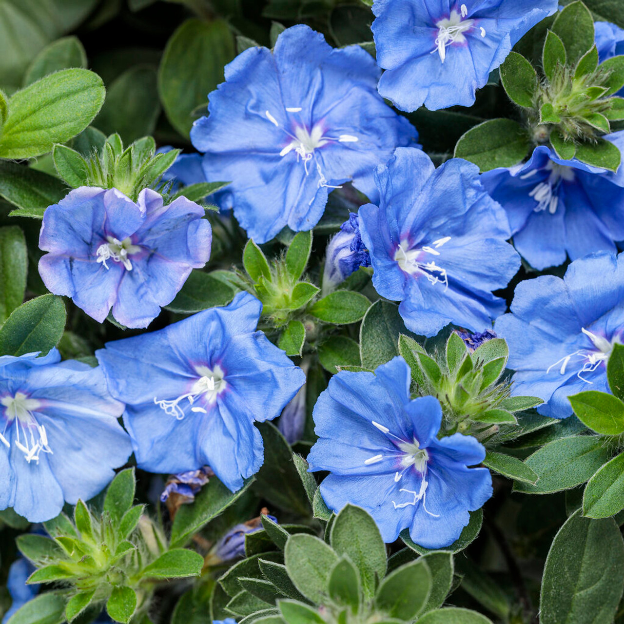 Blue Daze - Evolvulus nuttallianus All Time Flowering Live Plant