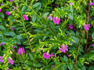 False Heather Plant - (Mexican Heather) Cuphea Hyssopifolia Live Plant - Image 3