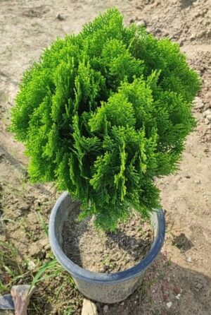 Thuja Plant - Morpankhi Live Plant - Image 3