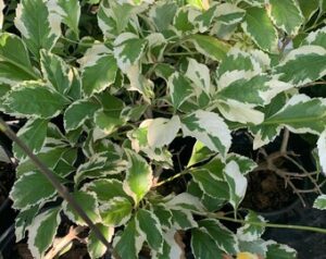 Duranta Erecta (Variegated Sky Flower) Ornamental Live Plant - Image 3