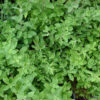 Marugu - Marjoram Live Plant - Image 4