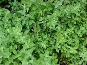 Marugu - Marjoram Live Plant - Image 4