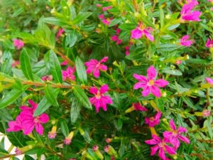 False Heather Plant - (Mexican Heather) Cuphea Hyssopifolia Live Plant - Image 7