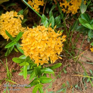 Yellow Flowering Plants Combo - Image 6