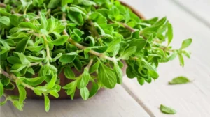 Marugu - Marjoram Live Plant - Image 2