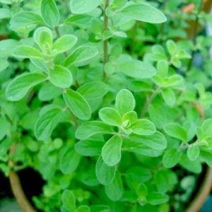 Marugu - Marjoram Live Plant - Image 6