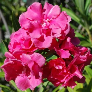 Pink Flowering Plants Combo - Image 5