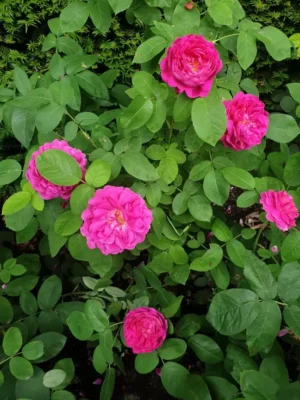 Pink Flowering Plants Combo - Image 4