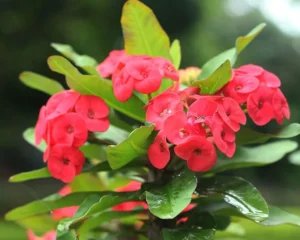 Crown of Thorns - Euphorbia Milii Live Plant - Image 5