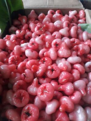 Seedless Chamba( Rose Apple Red) Live Plant - Image 2