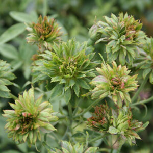 Green Rose - Viridiflora Flowering Grafted Live Plant - Image 2