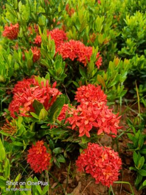 Red Flower And Fruit Plants Combo - Image 8