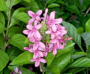 Pink Flowering Plants Combo - Image 2