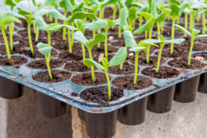 Seedling Nursery Tray with 72 Cavity for Home & Garden (Pack of 5) - Image 6