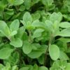 Marugu - Marjoram Live Plant - Image 3