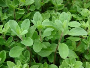 Marugu - Marjoram Live Plant - Image 3