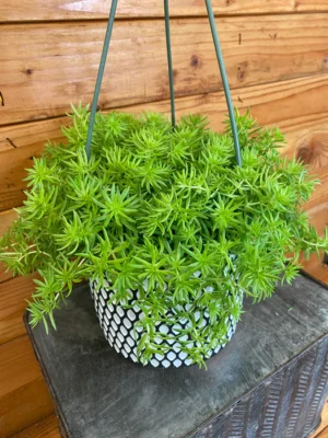 Golden Sedum Hanging Live Plant - Image 2