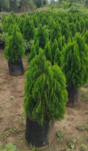 Thuja Plant - Morpankhi Live Plant - Image 4