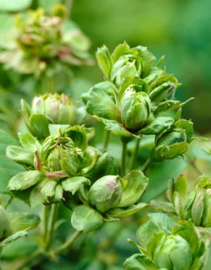 Green Rose - Viridiflora Flowering Grafted Live Plant - Image 3