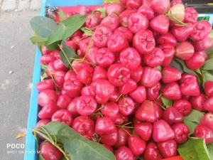 Seedless Chamba( Rose Apple Red) Live Plant - Image 4