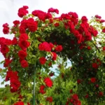 Creeper Red Small Rose Flower Live Plant