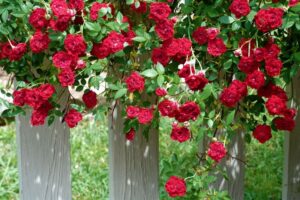 Creeper Rose Red Flower Live Plant - Image 5